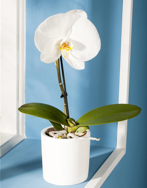 Phalaenopsis 'Singolo'®