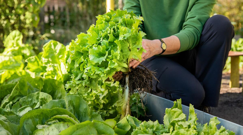 Gemüseernte - Salat ausheben