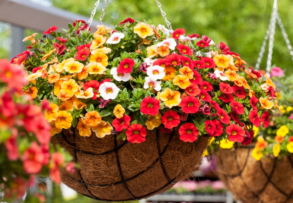 NEKTAR-GARTEN! - Sauter grün erleben GmbH & Co. KG