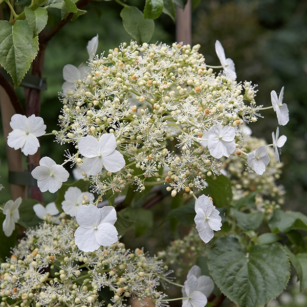 KLETTERHORTENSIE - Sauter grün erleben GmbH & Co. KG