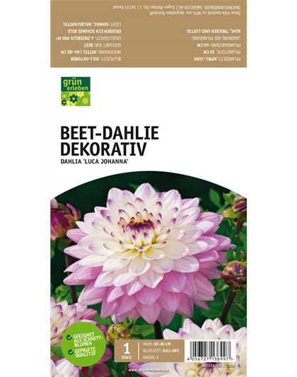 Beet-Dahlie Dekorativ