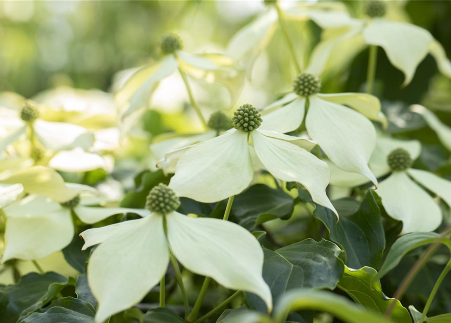 Cornus kousa 'Venus'®, Japanischer BlumenHartriegel 'Venus'®