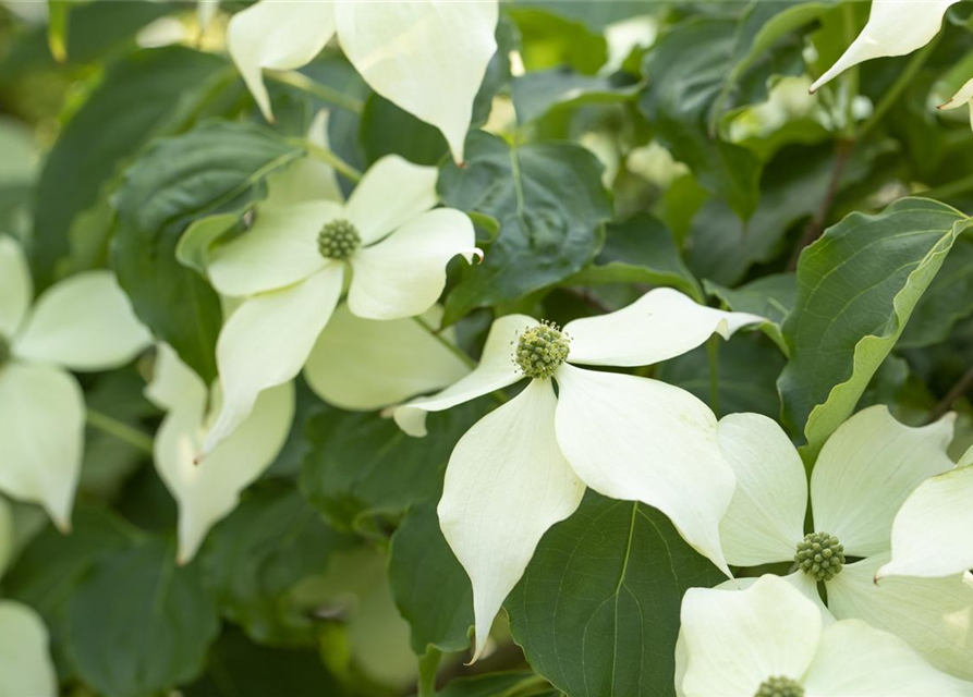 Cornus kousa 'Venus'®, Japanischer BlumenHartriegel 'Venus'®