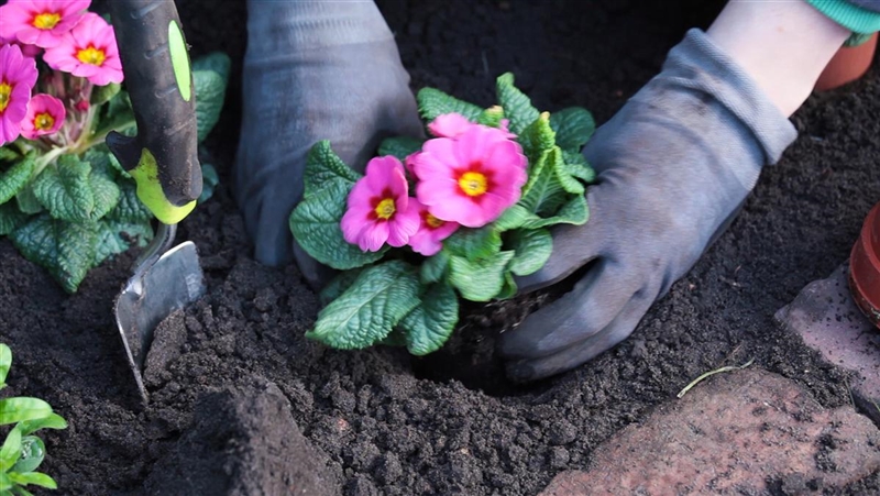 PRIMELN EINPFLANZEN IM GARTEN Sauter grün erleben GmbH & Co. KG