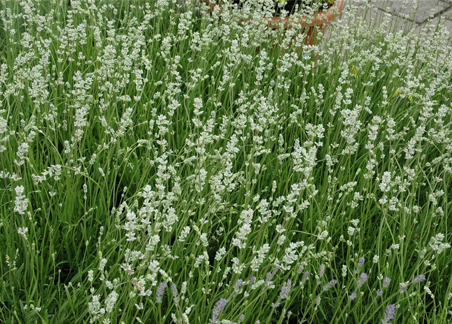 Lavandula angustifolia, weiß