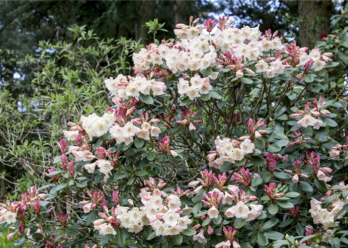 Rhododendron und Azaleen