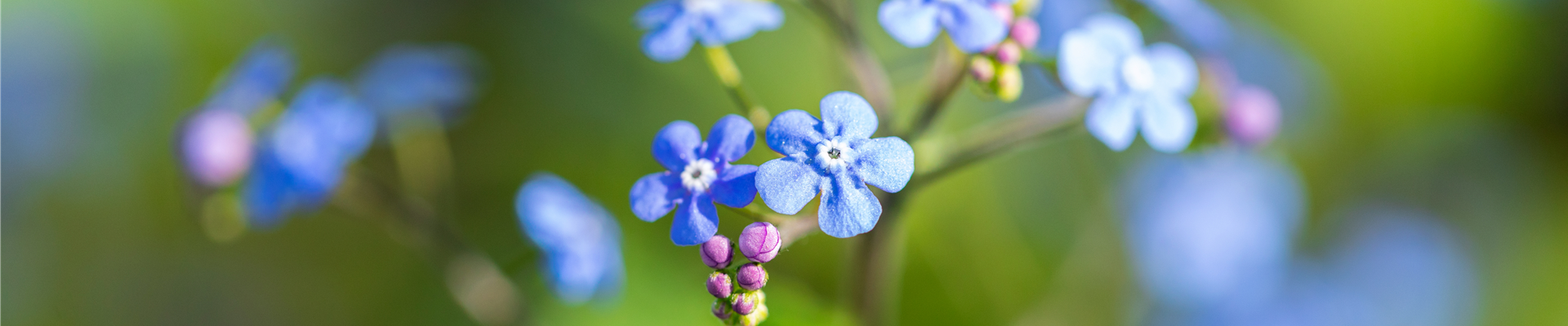 Brunnera macrophylla