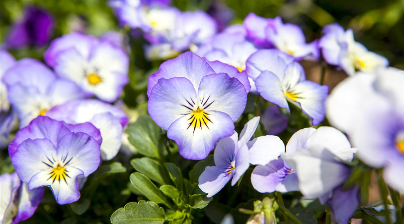 Viola cornuta