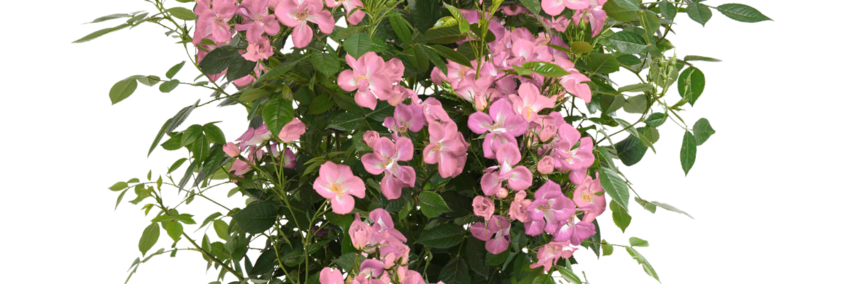 Strauchrose Rosy Boom®