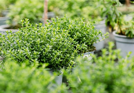 Kräuter & Gemüse Kräuter & Gemüse