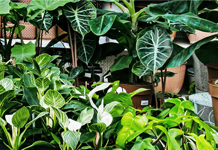 Zimmerpflanze Zimmerpflanze