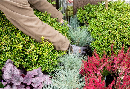 Grabpflege Grabpflege