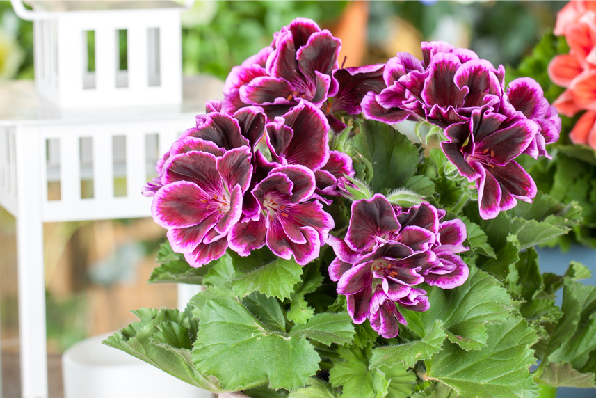 Pelargonium grandiflorum