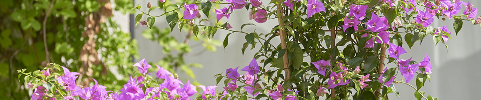 Pflanze des Monats Mai: Bougainvillea