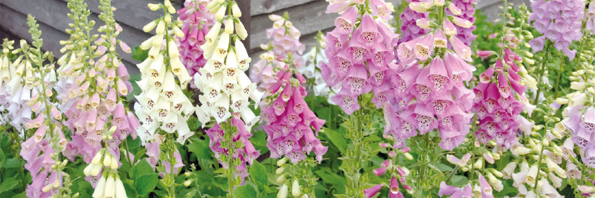 URLAUBSFLAIR FÜR ZUHAUSE. 