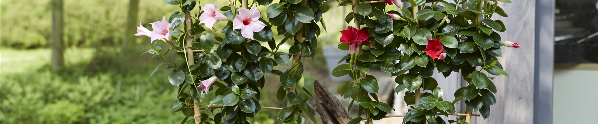 PFLANZE DES MONATS APRIL: DIPLADENIE