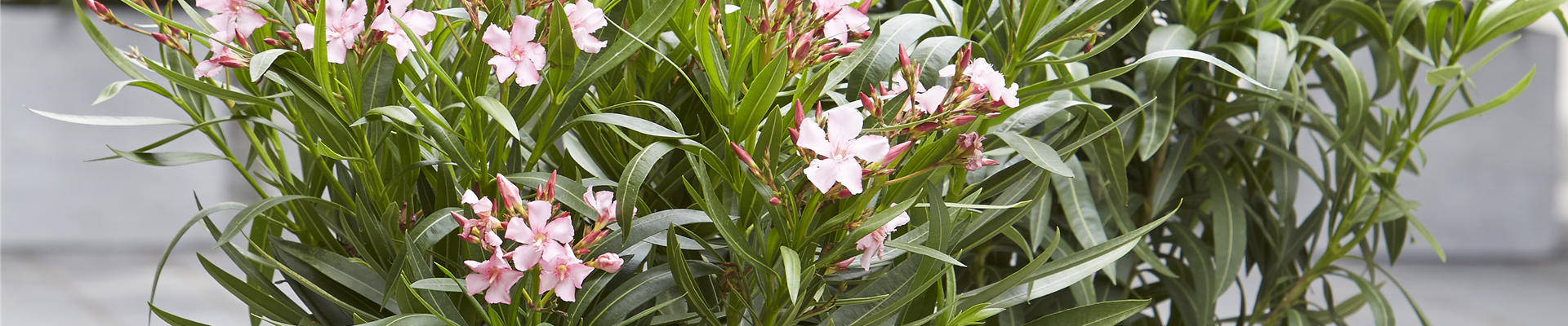 SOMMER-LIFE-BALANCE! 