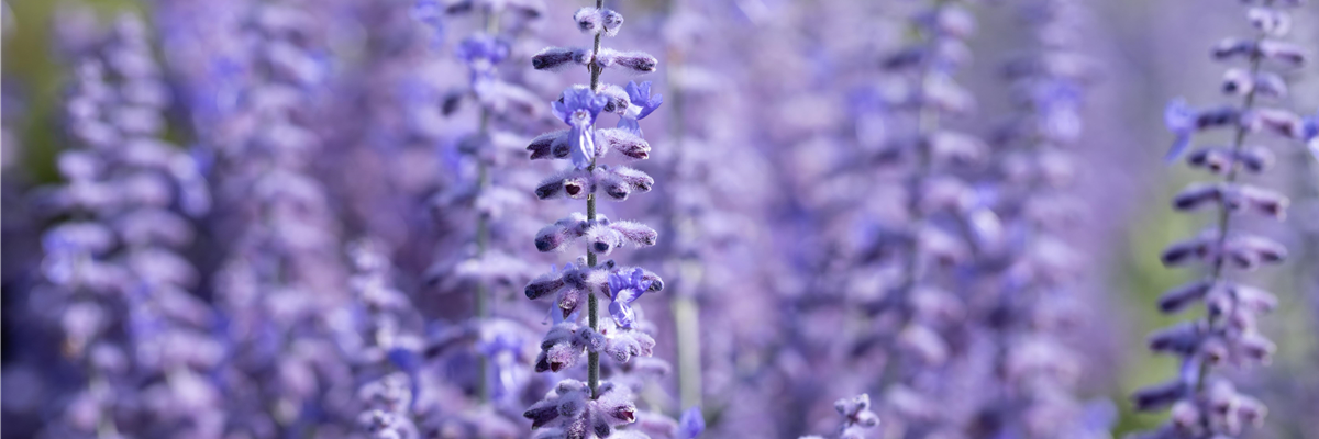 PFLANZE DES MONATS JULI: BLAURAUTE