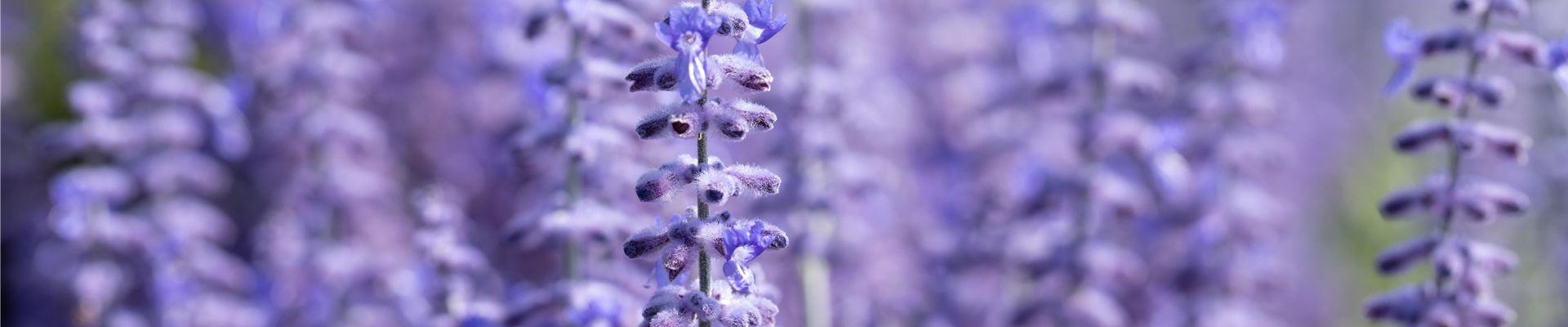 PFLANZE DES MONATS JULI: BLAURAUTE