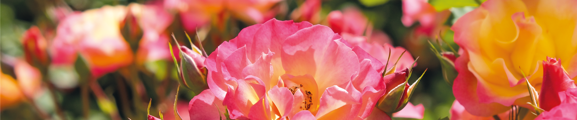 Pflanze des Monats Juli: ROSE