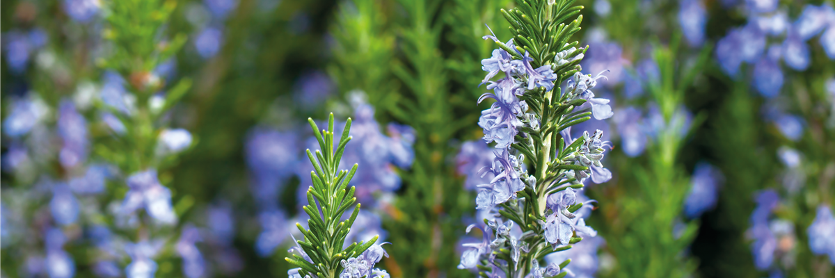 PFLANZE DER WOCHE: ROSMARIN