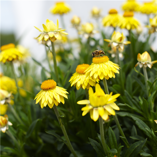Sperli Strohblumen-Samen 'Koloss Mischung' – Bunte Blumen Bis 80 Cm, Perfekt Für Beet & Trockensträuße