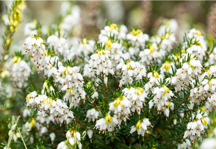 Beet- & Balkonpflanzen 