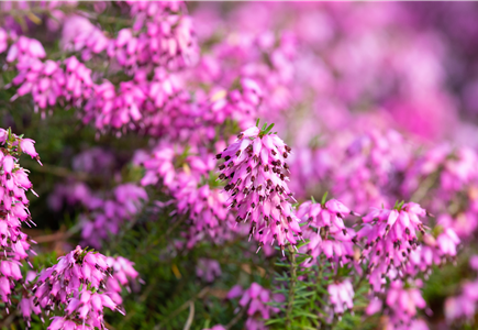 Beet- & Balkonpflanzen Beet- & Balkonpflanzen