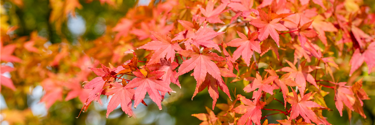 Ahorn - Herbstlaub Ahorn - Herbstlaub