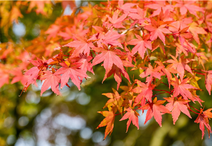 Gartenpflanzen & Obst  Gartenpflanzen & Obst