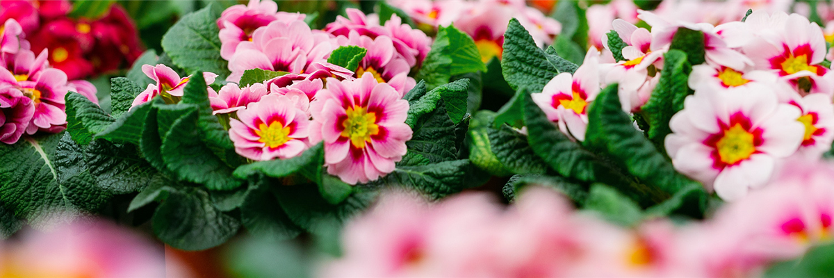 header-beet-balkon-fuehling