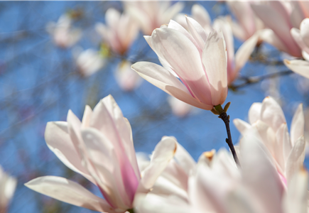 Gartenpflanzen & Obst