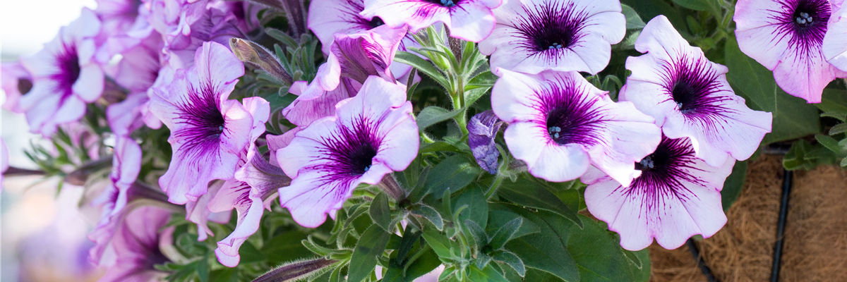Petunia 'Surprise Rasperry Gem'