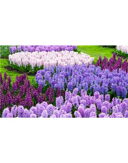 JETZT PFLANZEN, SPäTER STAUNEN!