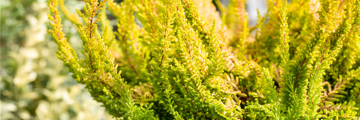 Calluna 'Beauty Ladies'® Calluna 'Beauty Ladies'®