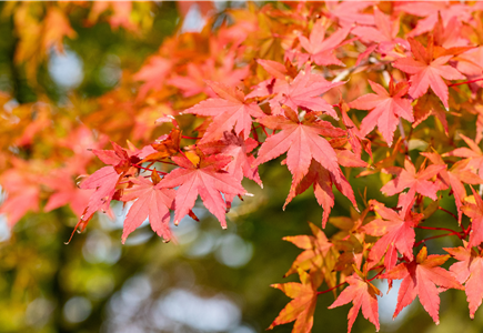 Gartenpflanzen & Obst