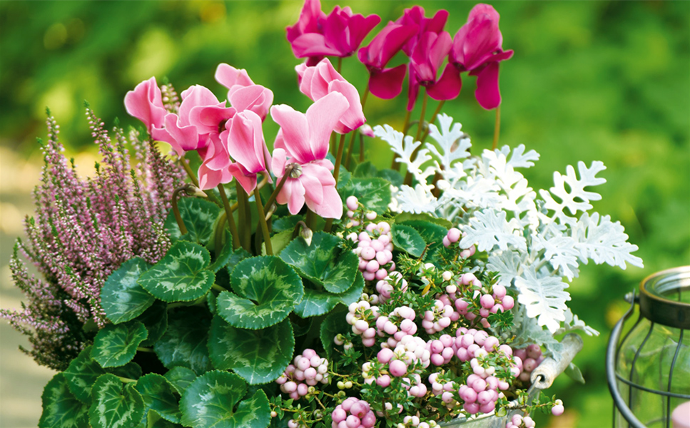 BEET UND BALKON - Herbstzeit bei Sauter!