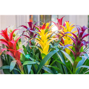 GUZMANIA - HYBRIDE
