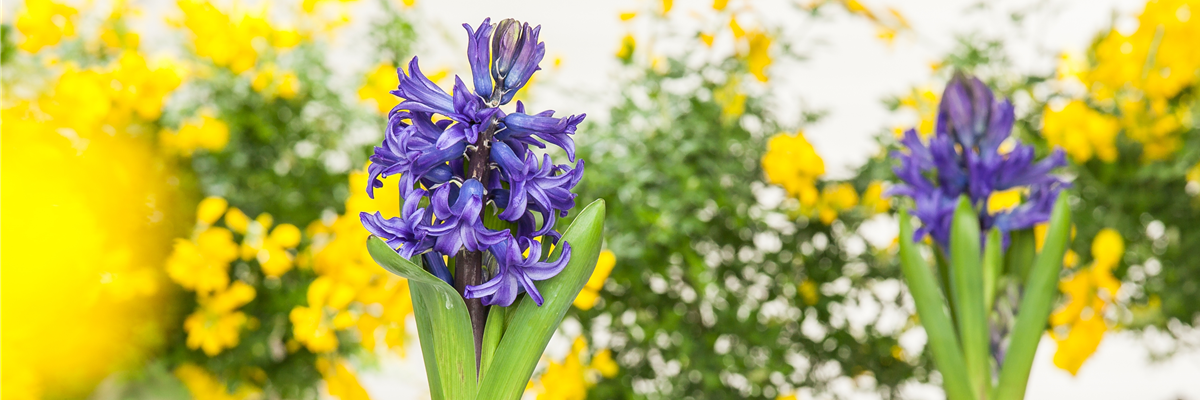 Hyacinthus orientalis