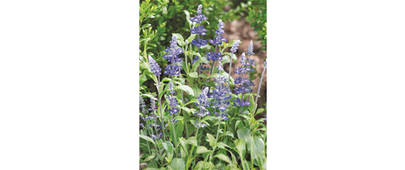 SO SCHöN BLüHT ES IM BEET! 