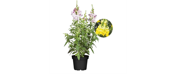 SO SCHöN BLüHT ES IM BEET! 