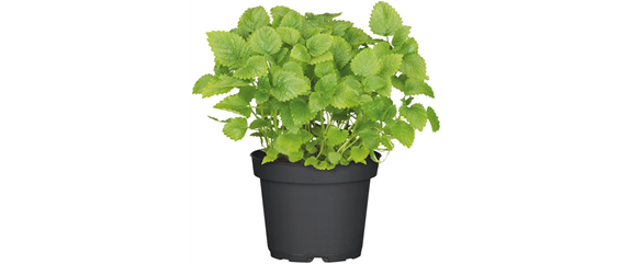 URLAUBSGEFÜHLE ZUHAUSE! 