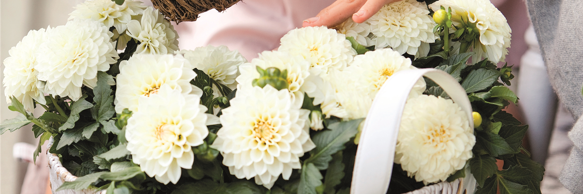 URLAUB AUF DEM BALKON! 