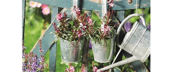 SOMMER IM STAUDENGARTEN!