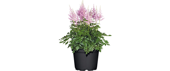 SOMMER IM STAUDENGARTEN!