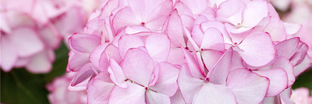 Hydrangea macrophylla 'Mirai'®