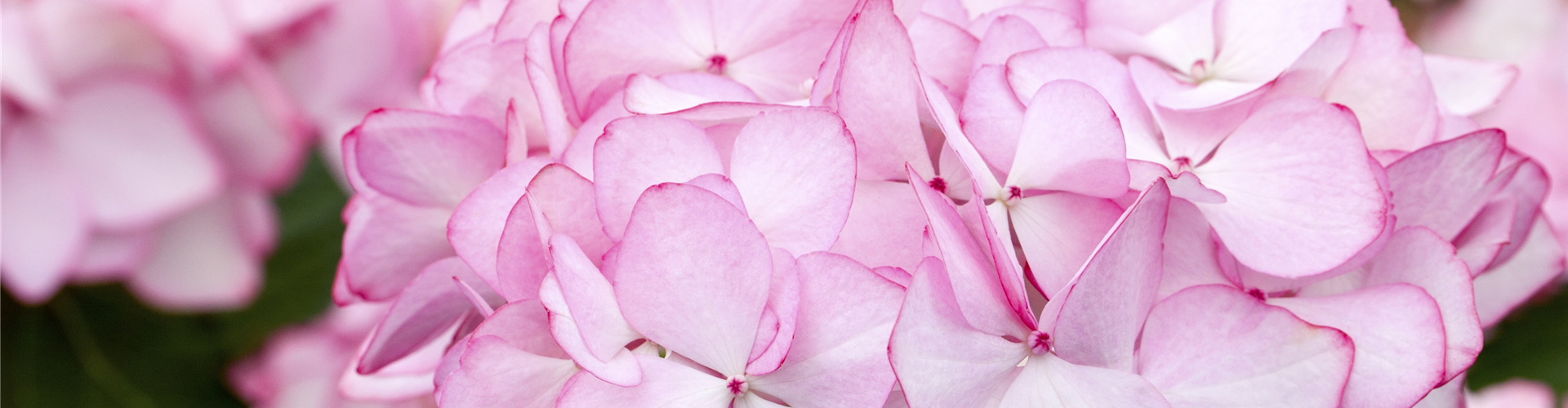 Hydrangea macrophylla 'Mirai'®