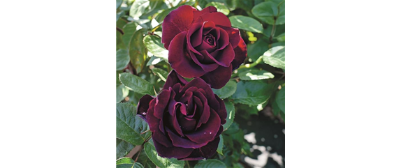 ELEGANTER ROSENGARTEN! 