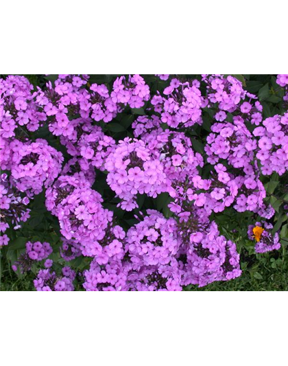 PHLOX