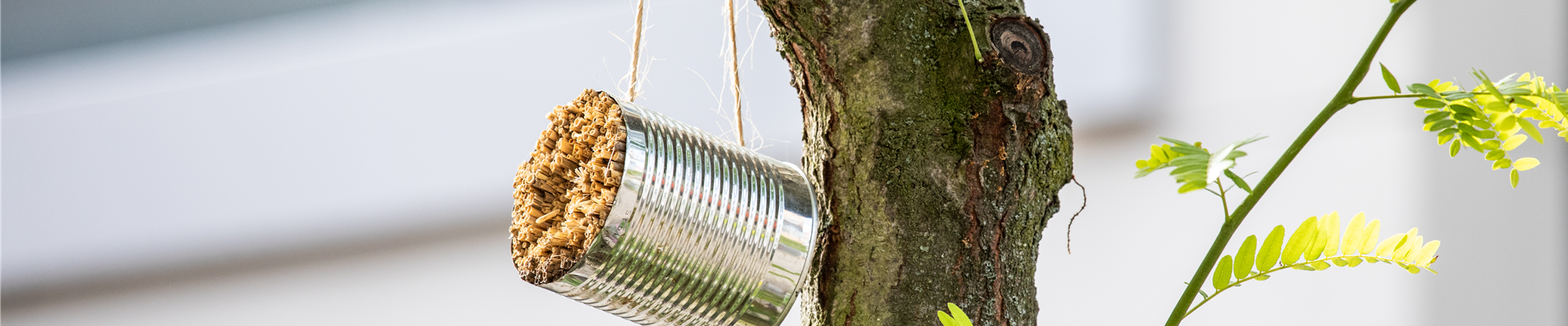 Nisthilfe in Stadtgarten